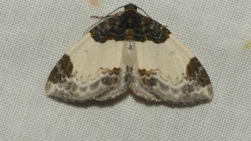 Réf. 347 532 : Mesoleuca albicillata